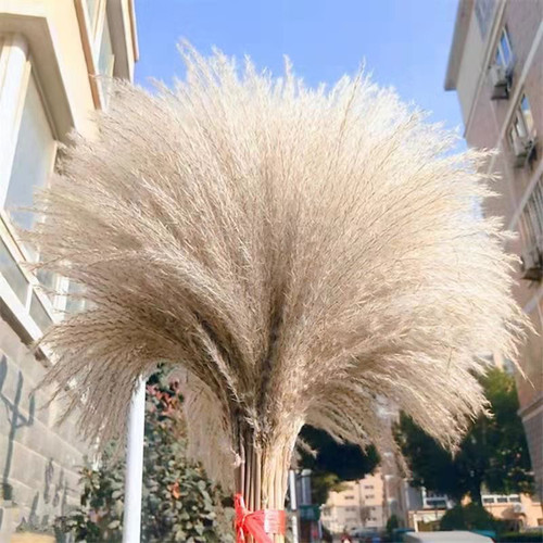 小芦苇干花花束拂尘diy婚礼兔尾草潘帕斯草客厅家居装饰桌面摆件