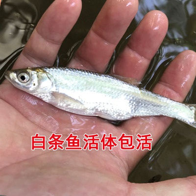 原生餐条白条鱼淡水不用加温