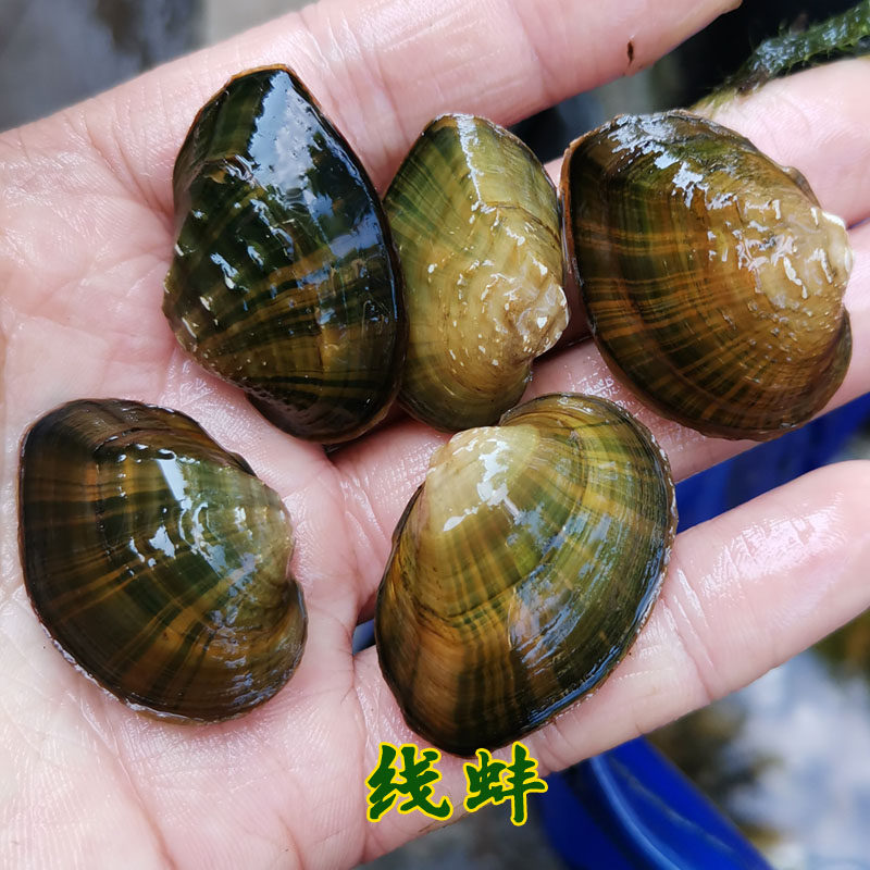 吃鱼便河蚌河蚬线蚌旁皮产卵净化水质原生缸