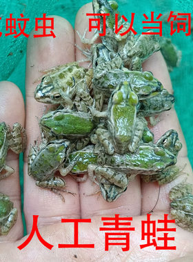 特价小蝌蚪活体青蛙儿童活宠物养殖包活包技术