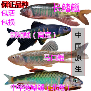 桃花鱼马口长鳍鱲宽鳍鱲类高屏原生冷水鱼群游观赏鱼包邮
