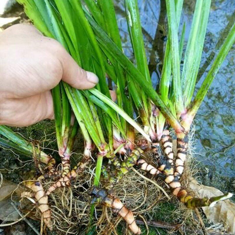 石菖蒲盆栽过滤养龟缸造微景观吸水石耐阴耐寒绿植中药材水培土培