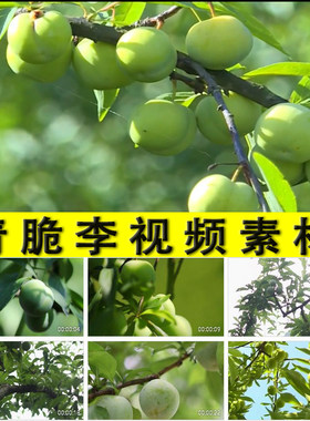 农村青脆李种植采摘李子树水果园果树种植业扶脱贫李子视频素材