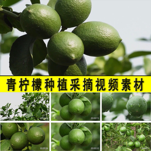 青柠檬种植采摘农村种植水果业乡村振兴柠檬果园种植实拍视频素材
