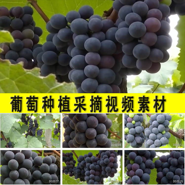 黑珍珠葡萄园葡萄酒原料农村水果园种葡萄丰收采摘种植业视频素材 - 实物图