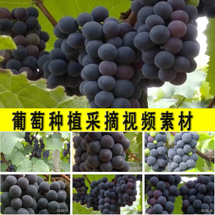 黑珍珠葡萄园葡萄酒原料农村水果园种葡萄丰收采摘种植业视频素材