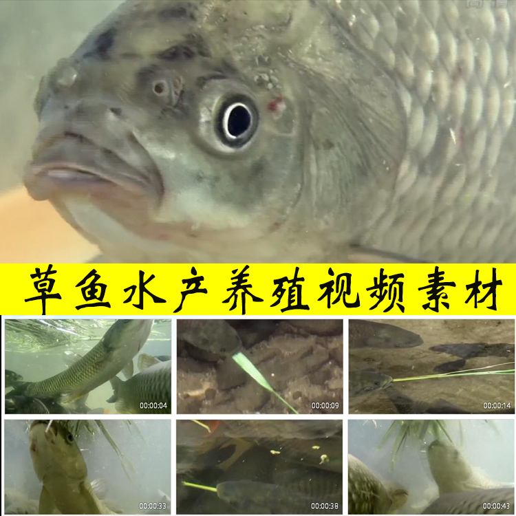 草鱼淡水鱼水产养殖中国四大家鱼草鱼喂养实拍视频素材