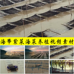 海带紫菜海菜海产品养殖种植沿海水产规模养殖业实拍视频素材