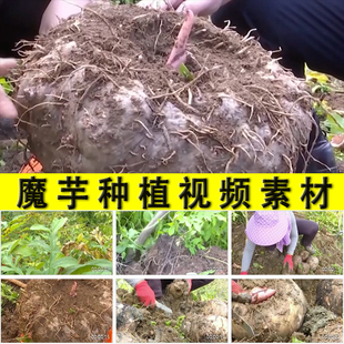 魔芋种植挖魔芋农村种植业乡村振兴视频素材