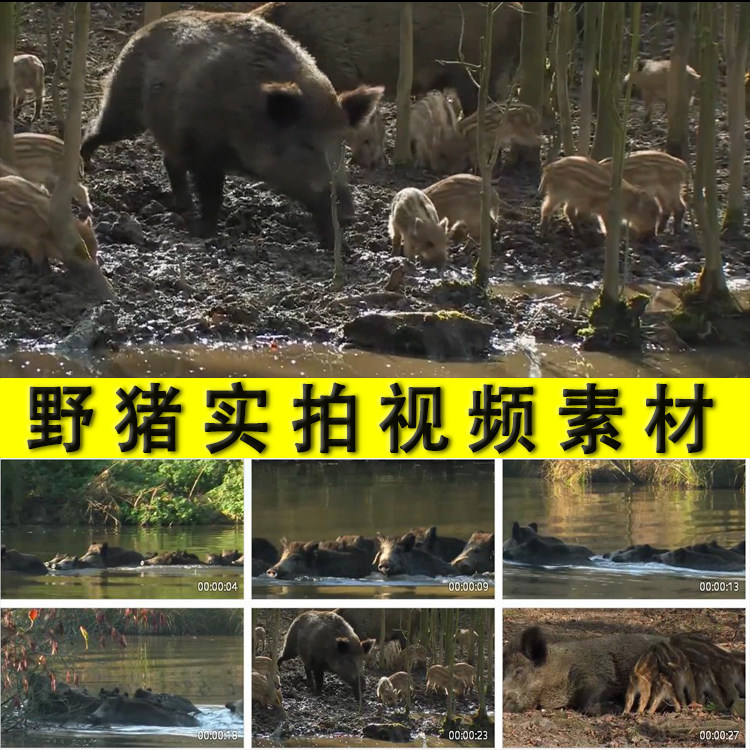 森林中的野猪游泳游水过河小野猪吃母奶生态环境改善实拍视频素材