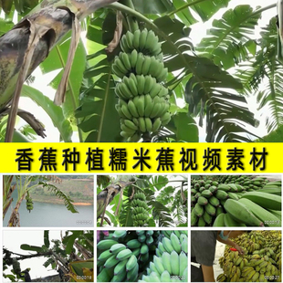 香蕉糯米蕉种植采摘蕉农丰收包装加工销售农村水果种植业视频素材