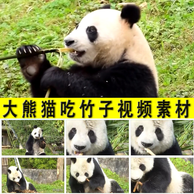 国宝大熊猫吃竹子萌宠可爱动物园大熊猫生活实拍视频素材