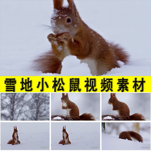 雪地里的小松鼠觅食实拍视频素材