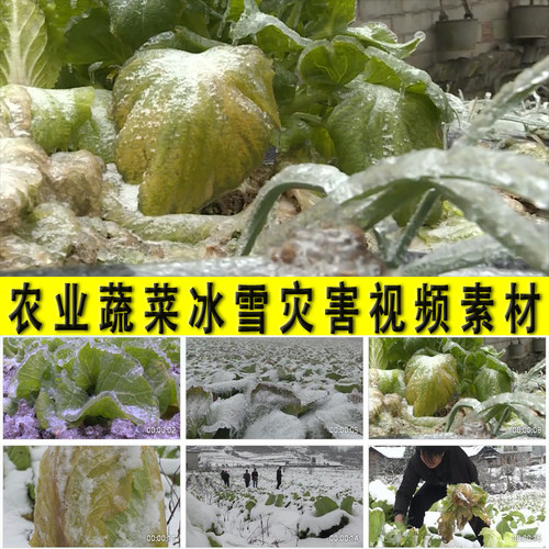 农业冰雪灾害蔬菜粮食农作物受冰灾冻灾雪灾损失破坏实拍视频素材