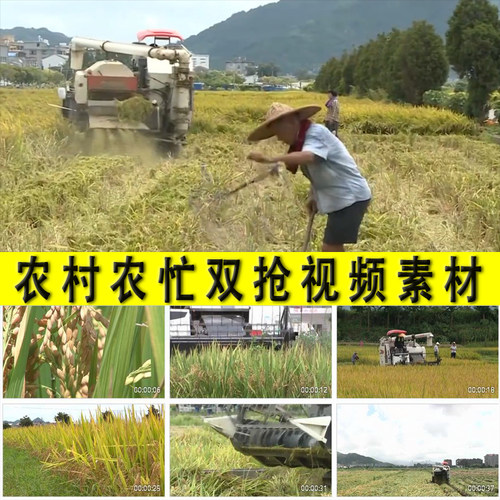 农村农忙双抢季节农业水稻粮食生产收割抢耕抢收抢种实拍视频素材