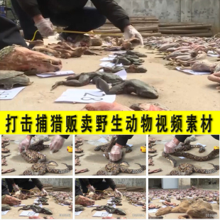 公安森林警察打击捕猎盗猎贩卖食用野生动物行动视频素材