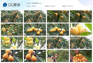 枇杷种植采摘农业农村特色产业水果业种植业发展乡村振兴视频素材