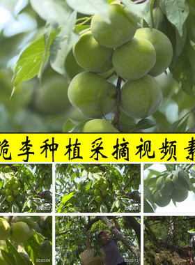 青脆李子种植采摘农村水果园种植业经济发展电商带货实拍视频素材