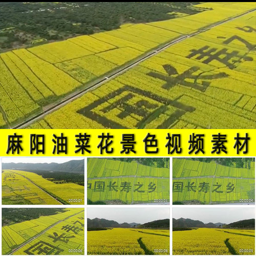 中国长寿之乡麻阳油菜花田风景色旅游景点彩绘文字农田视频素材
