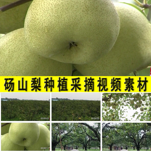 砀山梨栽培种植采摘农村果园水果种植业发展乡村扶脱贫视频素材