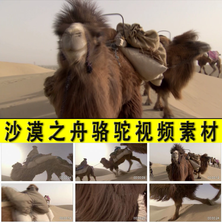 沙漠之舟骆驼丝绸之路商旅骆驼队驼铃声西域风情视频素材