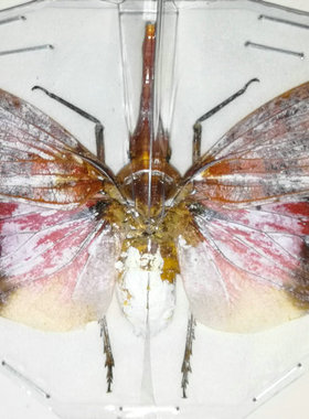 A1品质 已展翅 蝉 Pyrops sultana 昆虫甲虫标本