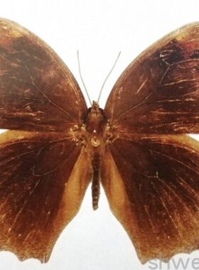 A1/A-品质 未展翅 睇暮眼蝶 Melanitis phedima 原蝶真蝴蝶标本