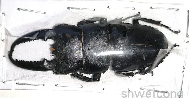 A1品质 未整姿 中华大扁锹 Dorcus titanus platymelus 昆虫标本