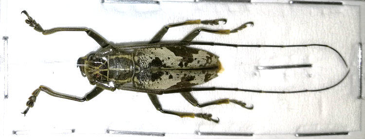 a1品质 未整姿 天牛 epepeotes taeniotinus 昆虫甲虫标本