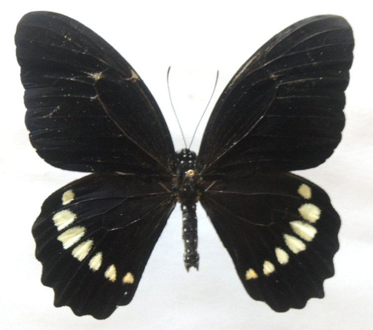 a1品质 未展翅 玉牙凤蝶 papilio castor hamelus 原蝶真蝴蝶标本