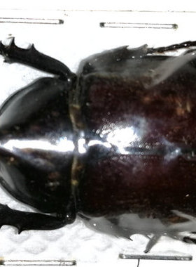 A1品质 未整姿 巨无霸姬兜 Xylotrupes gideon sondaicus甲虫标本