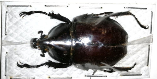 A1品质 未整姿 巨无霸姬兜 Xylotrupes gideon sondaicus甲虫标本