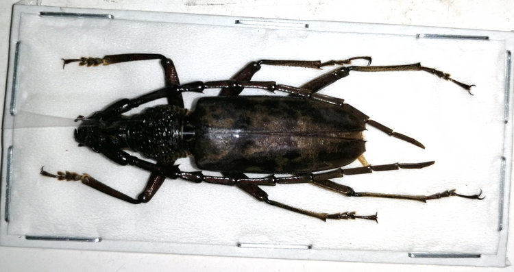 a1品质 未整姿 刺角沟额天牛 hoplocerambyx spinicornis 标本