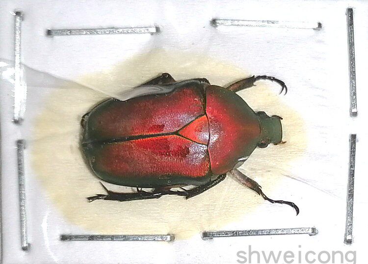 a1品质 未整姿 日伪阔花金龟 pseudotorynorrhina japonica 标本