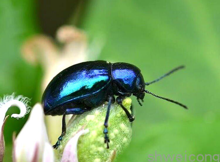 a1品质 未整姿 中华萝藦叶甲 chrysochus chinensis 昆虫甲虫标本
