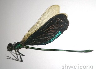 A1/A-品质 未展翅 华艳色蟌 Neurobasis chinensis 昆虫蜻蜓标本