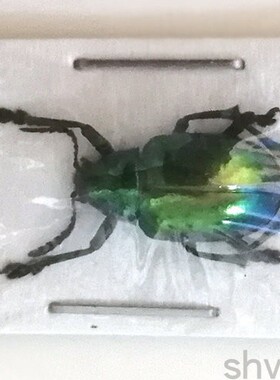 A1品质 未整姿 叶甲 Chrysochus auratus 甲虫昆虫标本