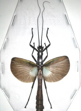 A1品质 已展翅 竹节虫 Orthomeria superba 昆虫甲虫标本