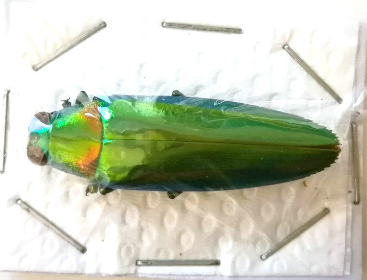 a1品质 未整姿 七彩吉丁 chrysochroa rajah thailandica甲虫标本