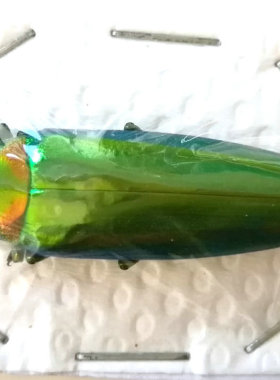 A1品质 未整姿 七彩吉丁 Chrysochroa rajah thailandica甲虫标本