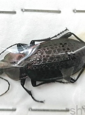 A1品质 未整姿 绿步甲 Carabus smaragdinus 甲虫昆虫标本
