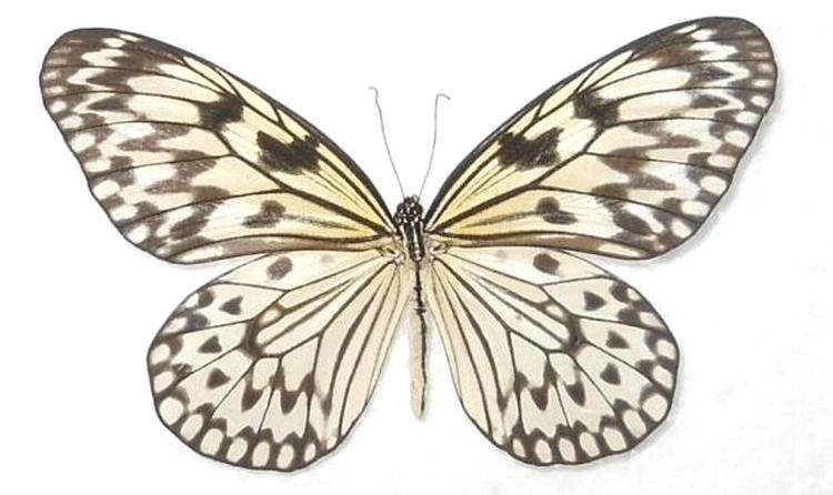 a1/a-品质 未展翅 大帛斑蝶 idea leuconoe 原蝶真蝴蝶标本