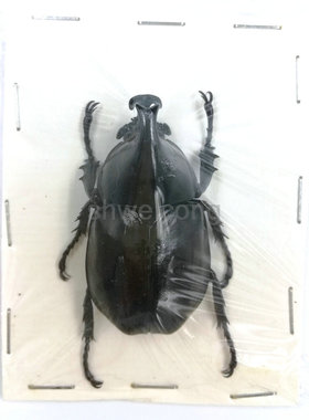 A1品质 未整姿 橡胶木犀金龟 Xylotrupes Gideon姬兜甲虫昆虫标本