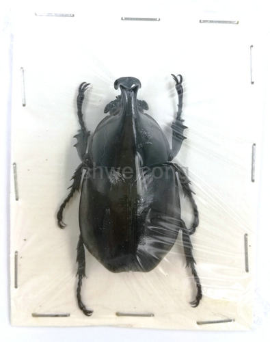 A1品质 未整姿 橡胶木犀金龟 Xylotrupes Gideon姬兜甲虫昆虫标本