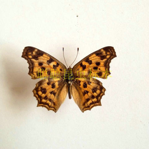 A1/A-品质 未展翅 黄钩蛱蝶 Polygonia c-aureum 原蝶真蝴蝶标本