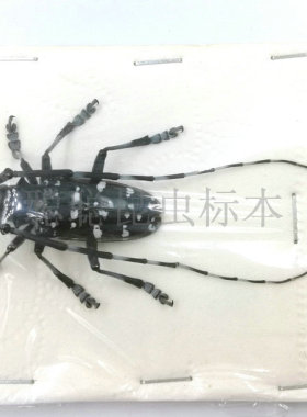 A1品质 未整姿 星天牛 Anoplophora chinensis 昆虫甲虫标本