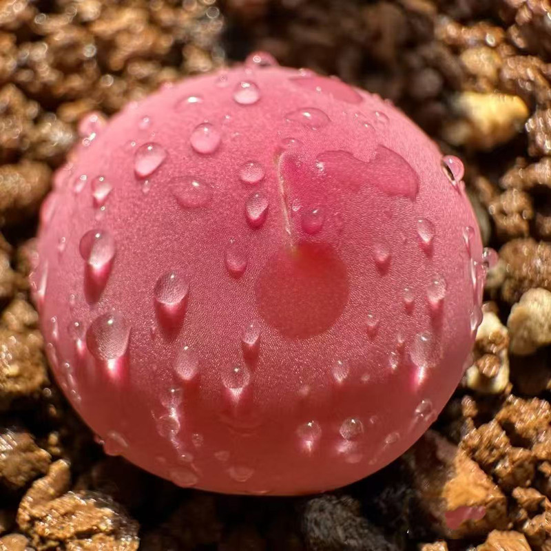 稀有进口粉色鸽子蛋多肉植物盆栽花卉绿植办公室桌面防辐射好养活