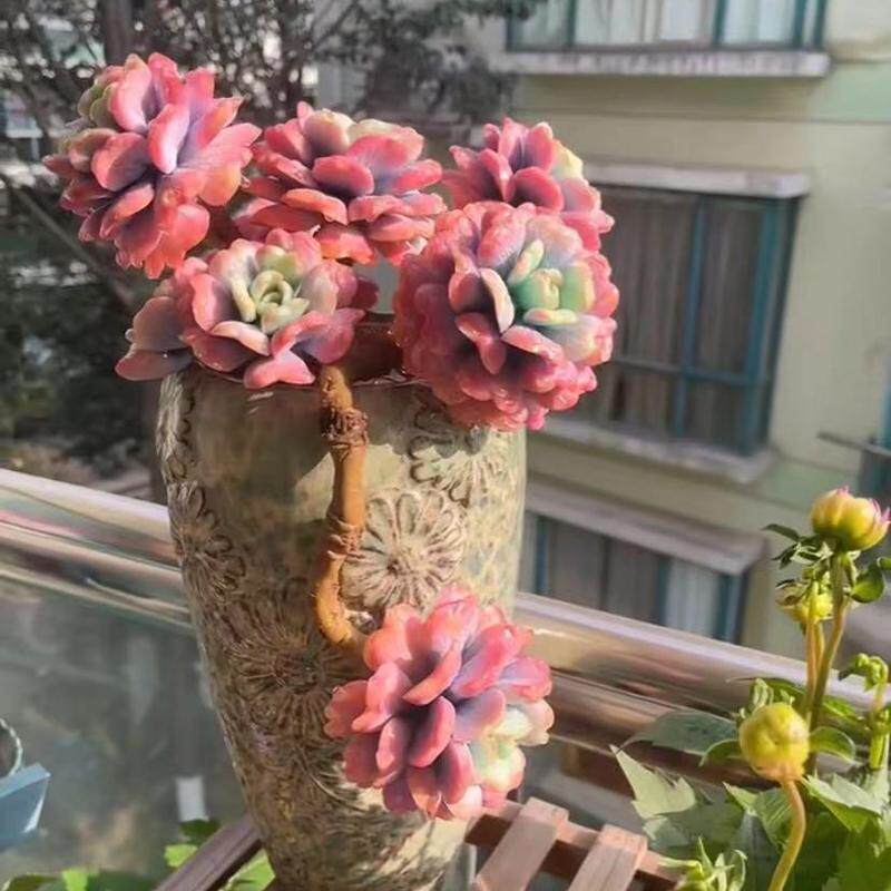 大盆大桩心之月老桩趣味好养活多肉植物办公室内防辐射花卉盆栽