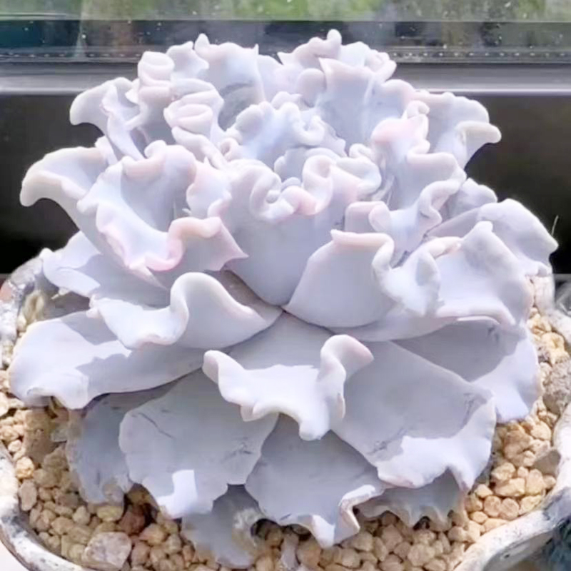 大盆进口白饺子皮趣味好养多肉植物办公室内花卉盆栽防辐射小贵货