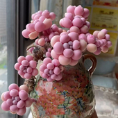 粉红飘枝桃蛋多头老桩多肉植物肉肉办公室内绿植盆栽花卉防辐射